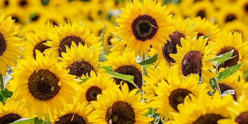Sunflower Header Image.jpg